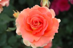 �K�N0063